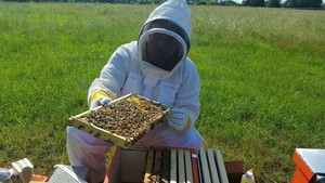 Honey Apple Farm