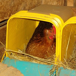 Insel Lyr Farm