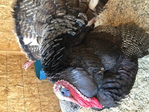 Heritage Turkeys Breeds