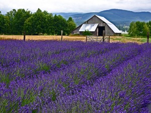 B&B Family Lavender Farm