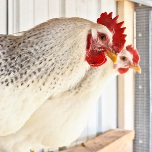 Delaware Chicken