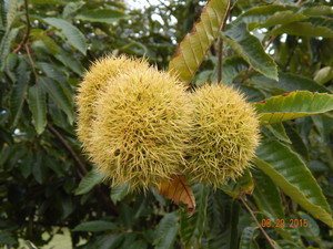 Meador Acres Chestnuts, LLC.