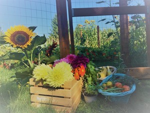 Wishing Willow Farm