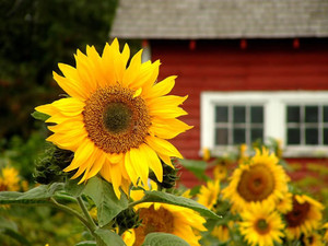 Little Red Homestead