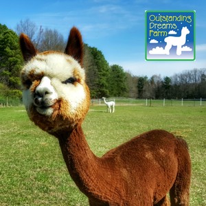 Outstanding Dreams Farm