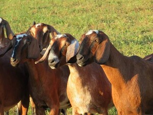Sweet Briar Farm