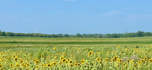 Pine Island Free Farm
