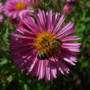 Bee Forage Farm