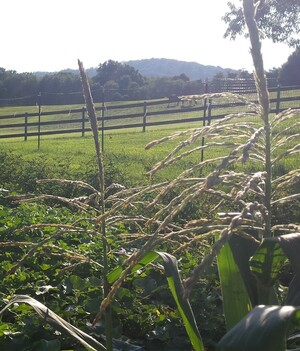 Cobbler View Farm, LLC