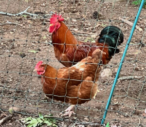 New Hampshire Chicken