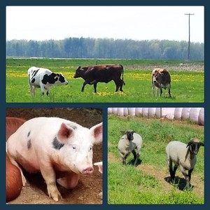 Angels Acres, LLC