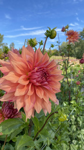 Skyfall Flowers