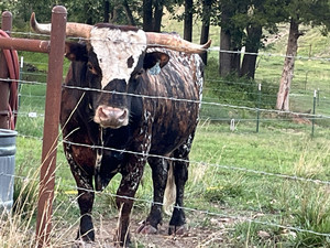 Heritage Texas Longhorn