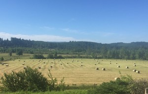 Rock N Wool Ranch