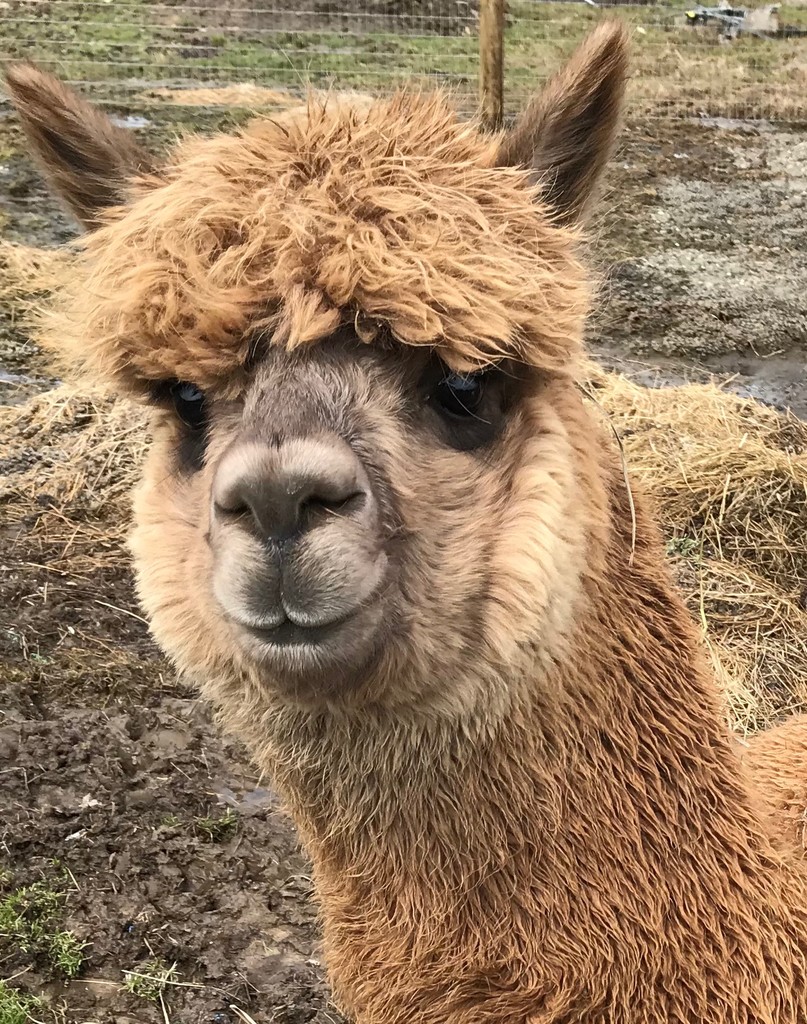 spectrum-alpaca-farm-localharvest