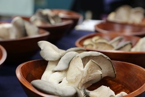 Probasco Mushrooms