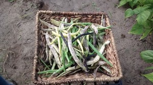 Peaceful Produce