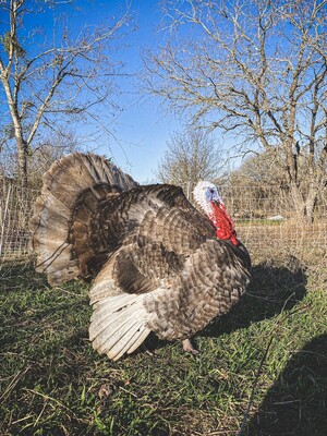 Slate Turkey