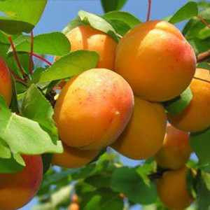 Genesis Organic Farm