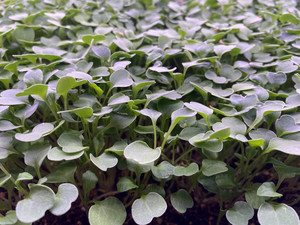 Plant Lab