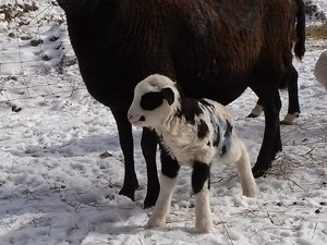 Atlasta Sheep Farm