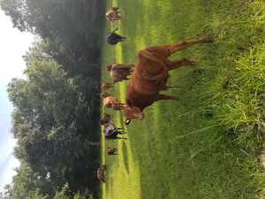 Grand G Ranch