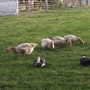 Homestead Life