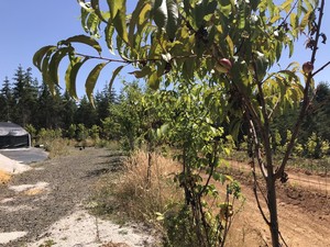Harvest Nursery