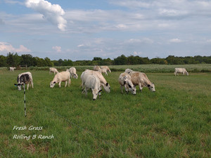 Rolling B Ranch