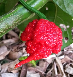 World's Hottest Chiles