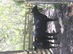 Brooksvillebeef