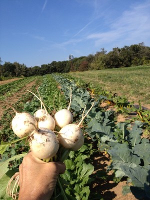 Calvert's Gift Farm