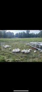 Davidson Farms