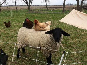 Kruse Family Farm CSA