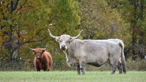 Sutton Ridge Farm