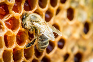 Allisons' Apiaries