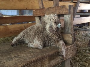 Stony Woods Farm