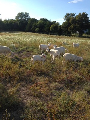 Full Expression Farm