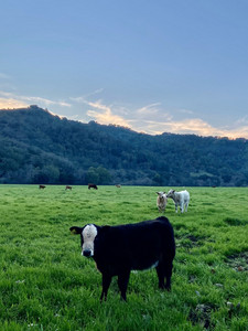 BR Beef, LLC.