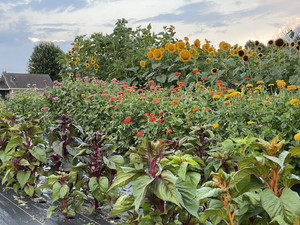 Five Petal Fields