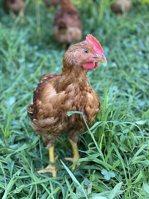 Rhode Island Red Chicken, 