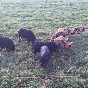 Chestnut Acres Farm