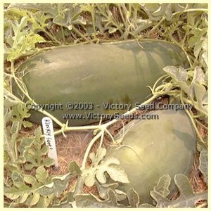 Kleckley Watermelon