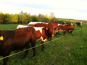 Double Drumlin farm