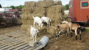 L&M Farms
