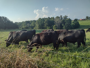 Firefly Fields Farm