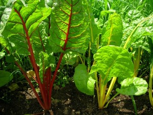 Cherry Valley Organics