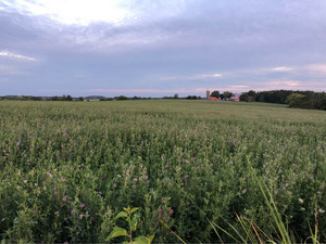 Irish Grove Farms, Inc.