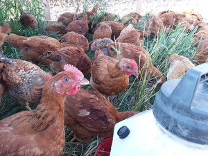 Roach Family Farm