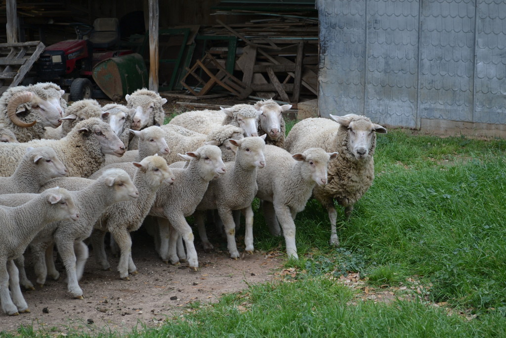 Stonewall Fine Wool and Lambs - LocalHarvest